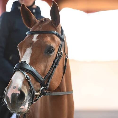 PRECISION Antares bridle
