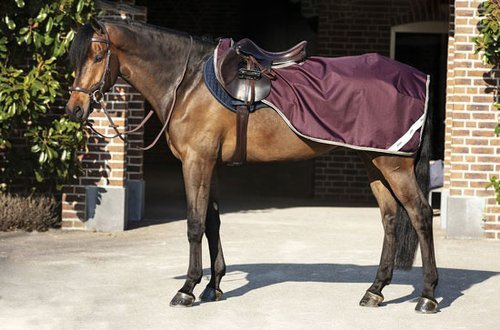 Półderka na zawody AMIGO Horseware