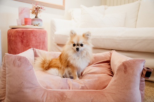 Dog bed VELVET Kentucky