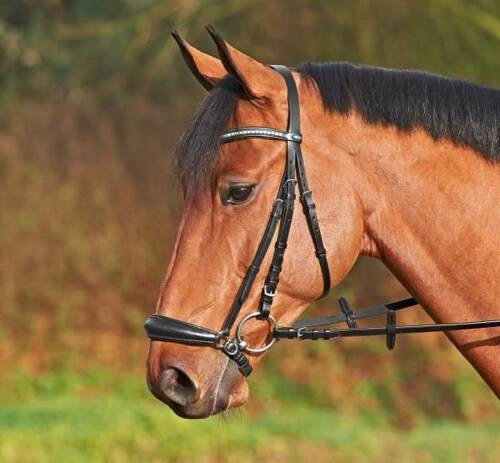 Hanoverian noseband Busse