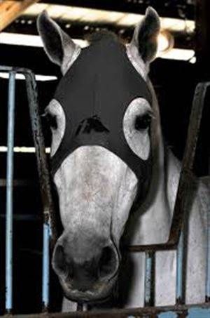 Mask without ears TITANIUM DSM Trotting