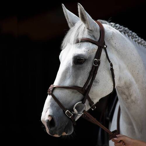 Antares bridle with Mexican noseband