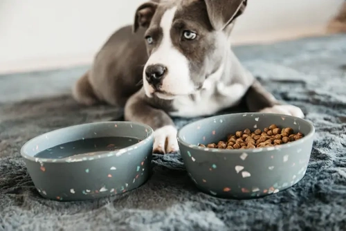 Dog's bowl BAMBOO TERAZZO Kentucky