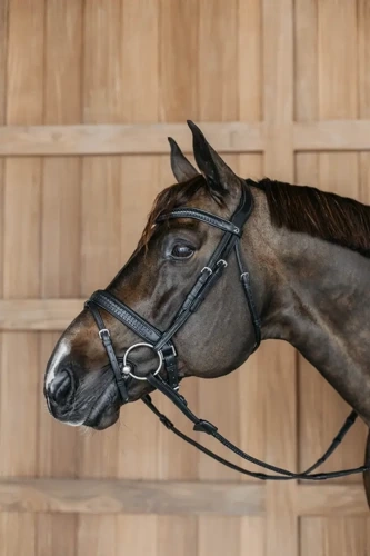 Bridle PLAITED Dyon